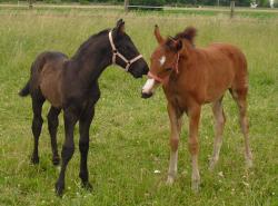 Bonjour Mon Amie und Dark Diamond