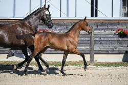 Chaplins Touch x Cornet Obolensky