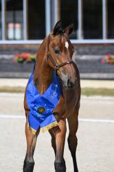 Chaplins Touch x Cornet Obolensky 
